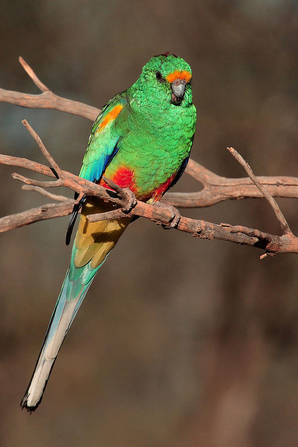 Mulga Parrot male Photograph by Tony Brown