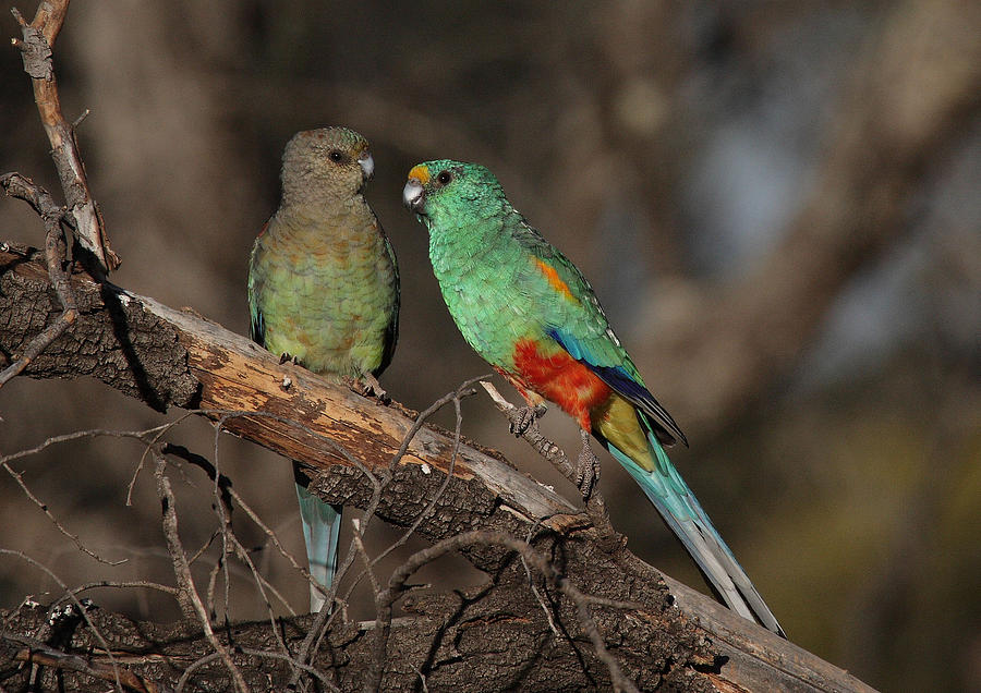 Mulga Parrot pair Photograph by Tony Brown