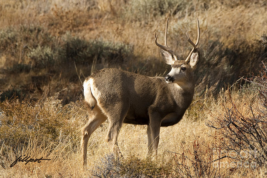 Mule Deer Photograph - Mulie by Bon and Jim Fillpot