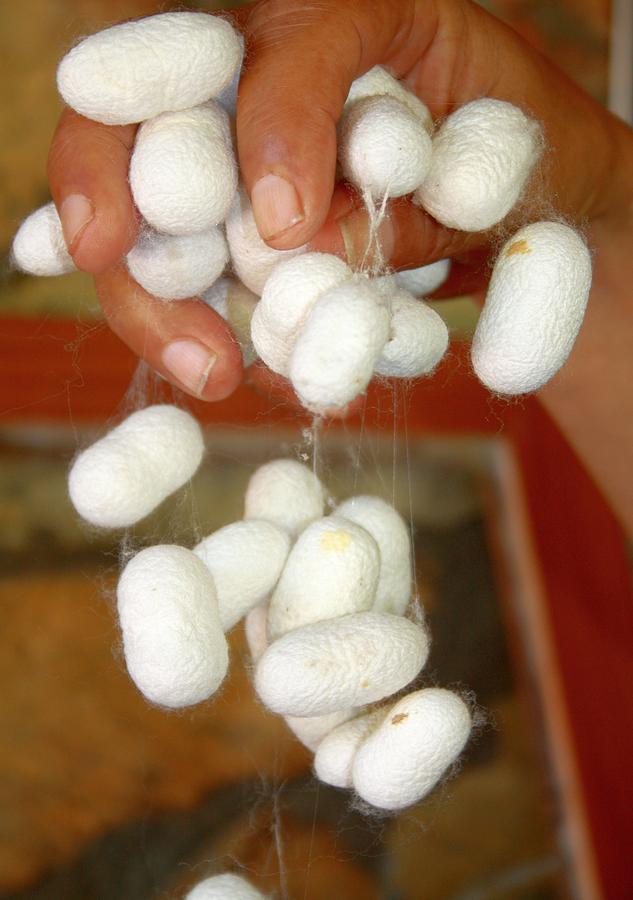 Mullberry Silkworm Cocoons Photograph by Taiche Acrylic Art