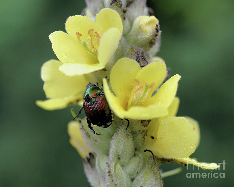 Mullein And Beetle Photograph by Smilin Eyes Treasures