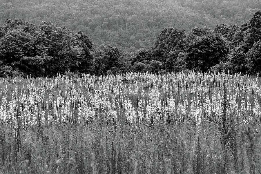 Mullein by Dawn J Benko Mullein by Dawn J Benko