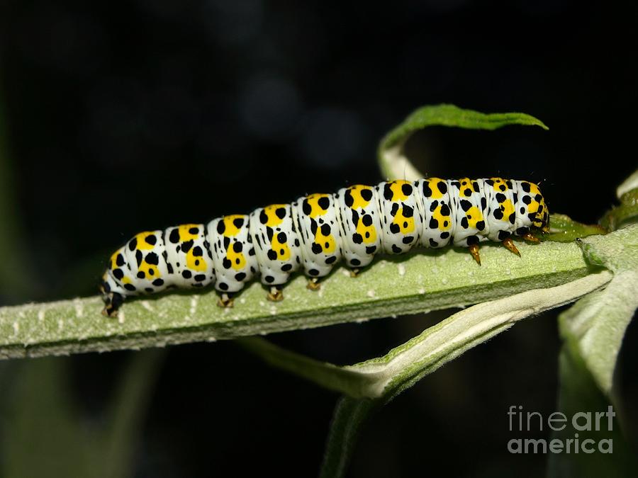 Mullein Moth Caterpillar Photograph by Richard Brookes