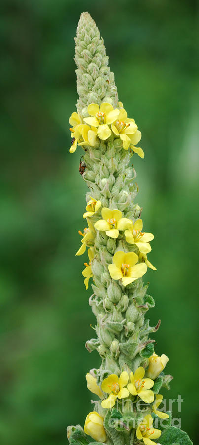 Mullein Photograph by Randy Bodkins