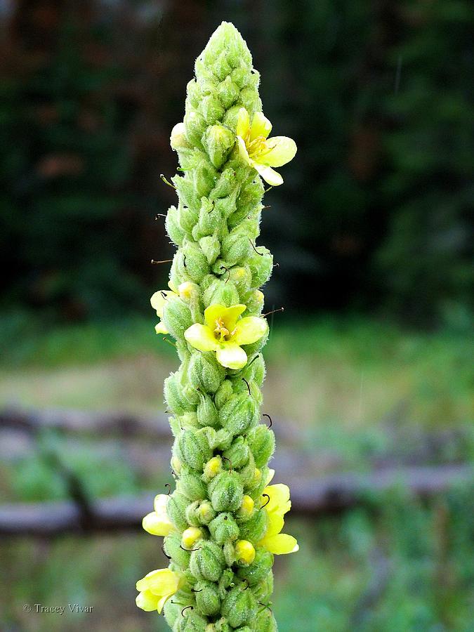 Mullein Photograph by Tracey Vivar