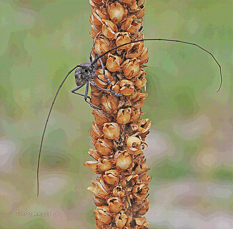 Mullens Flower Stalk And Insect Digital Art by Tom Janca