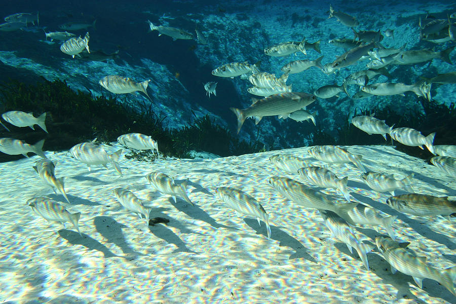 Mullet Swimming In Florida Spring Photograph by Christopher Purcell