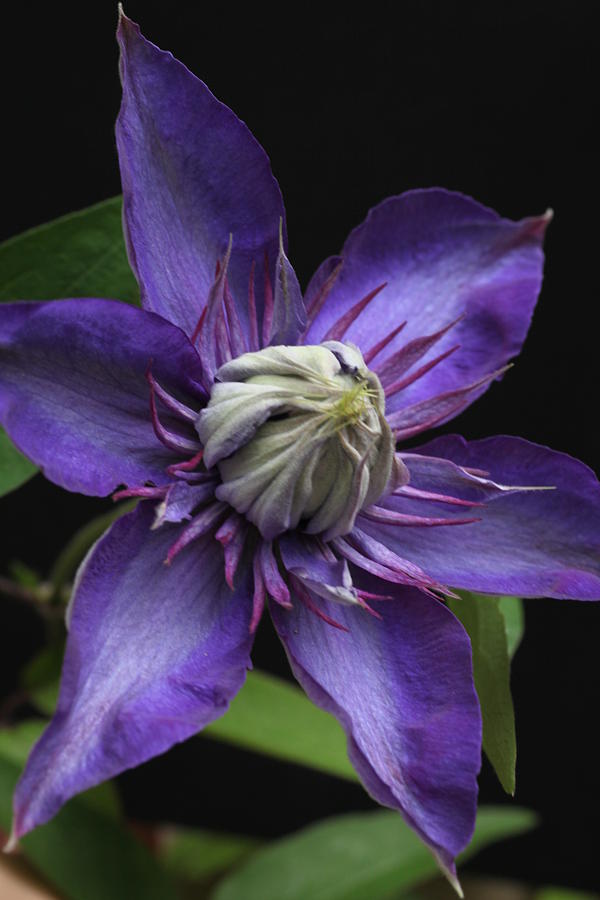 Multi Blue Clematis Photograph by Tammy Pool