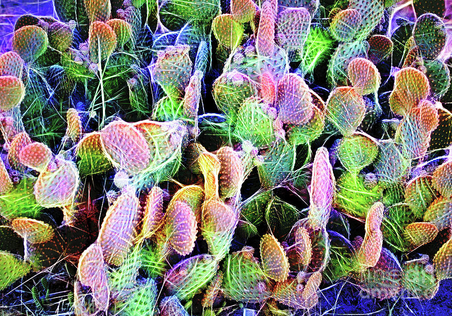 Multi-Color Artistic Beaver Tail Cactus Digital Art by Linda Phelps