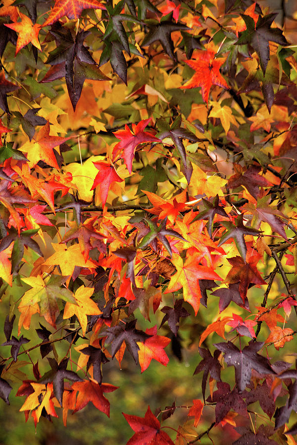 Fall Photograph - Multi Color Autumn by Karol Livote