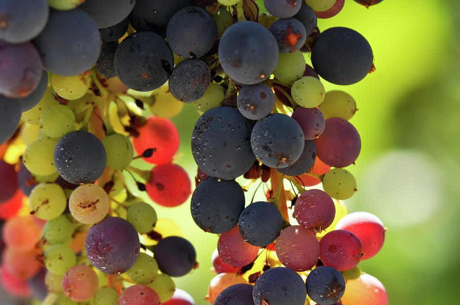 Multi Color Grapes on the Vine Photograph by Brandon Bourdages