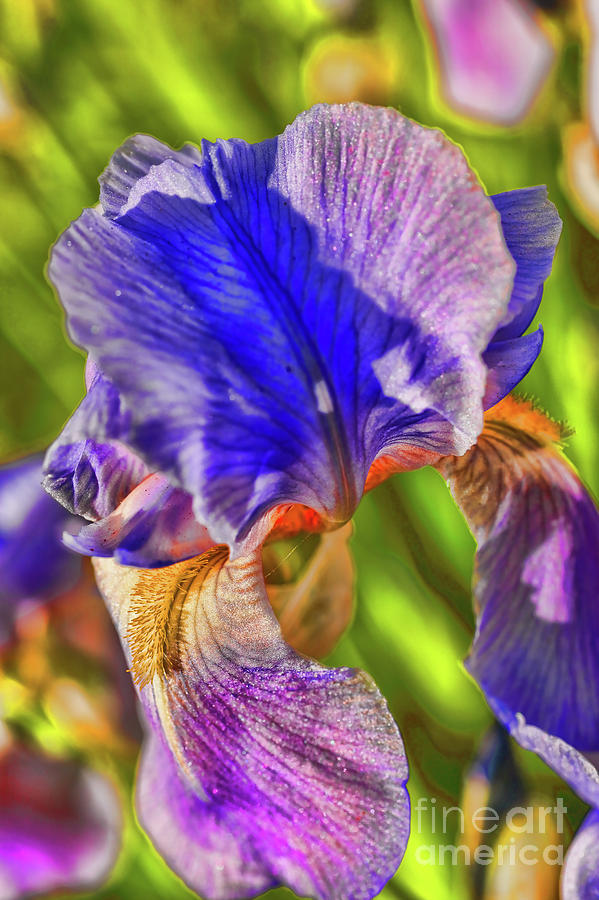 Multi Color Iris Photograph by Rick Bragan