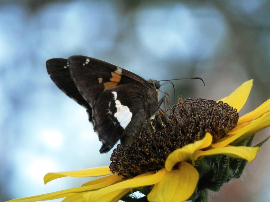 Multi Color Moth on Sunflower Photograph by Belinda Lee