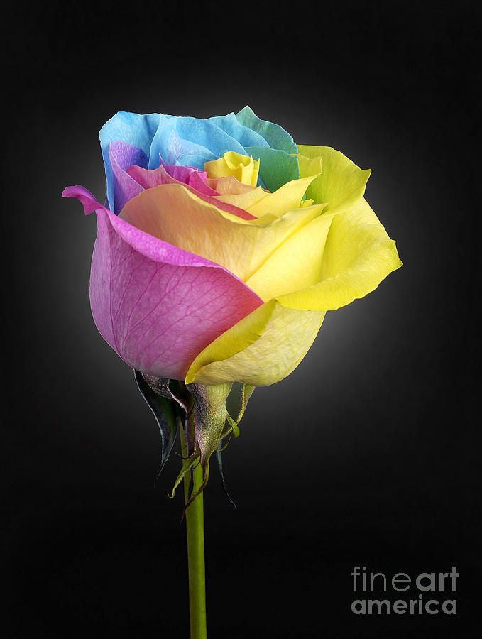 Rainbow Rose 1 Photograph by Tony Cordoza