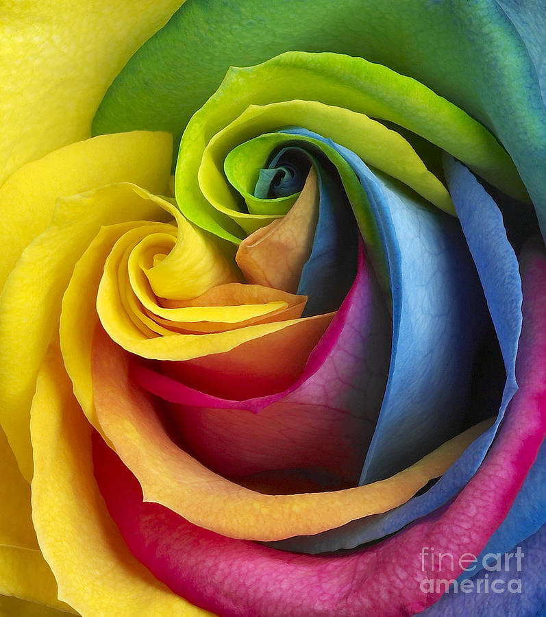 Rainbow Rose Photograph by Tony Cordoza