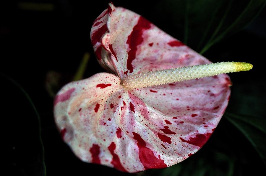 Multi Colored Anthurium Photograph by Heidi Fickinger