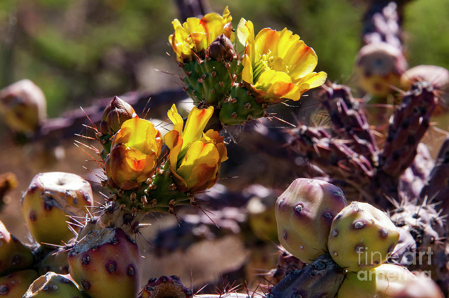 Multi-colored Cholla Blooms  Photograph by Bob Phillips