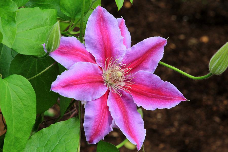 Multi Colored Clematis Photograph by Karen Silvestri