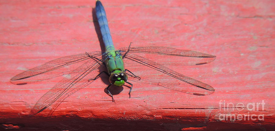 Up Movie Photograph - Multi-Colored Dragonfly by Marcia Lee Jones