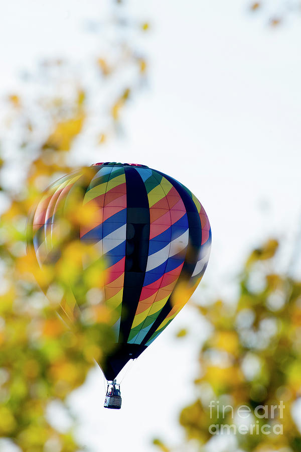 Multi colored hot air balloon through the trees Photograph by Dan Friend