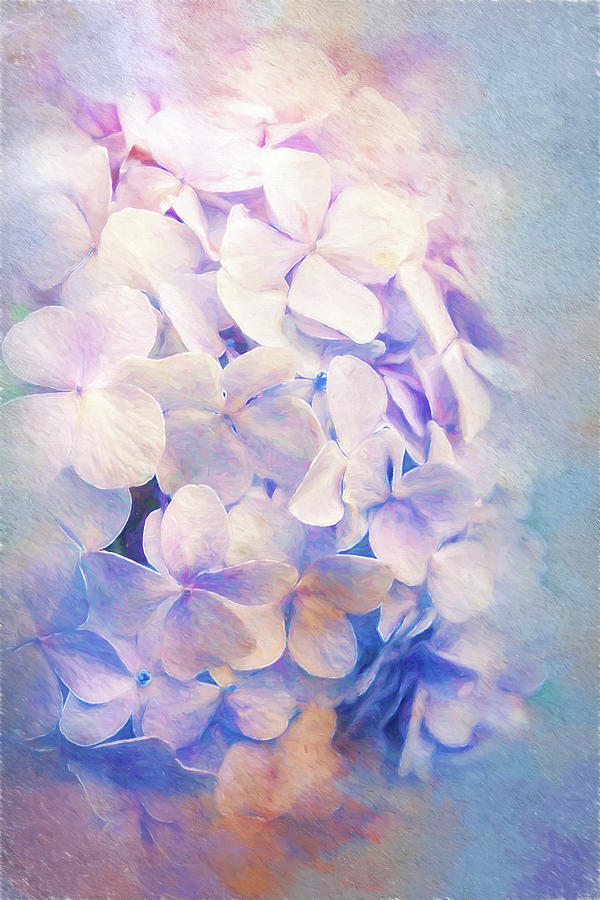 Multi Colored Hydrangea Digital Art by Terry Davis