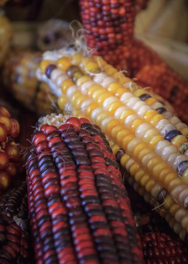 Multi Colored Indian Corn Portrait Photograph by Joni Eskridge