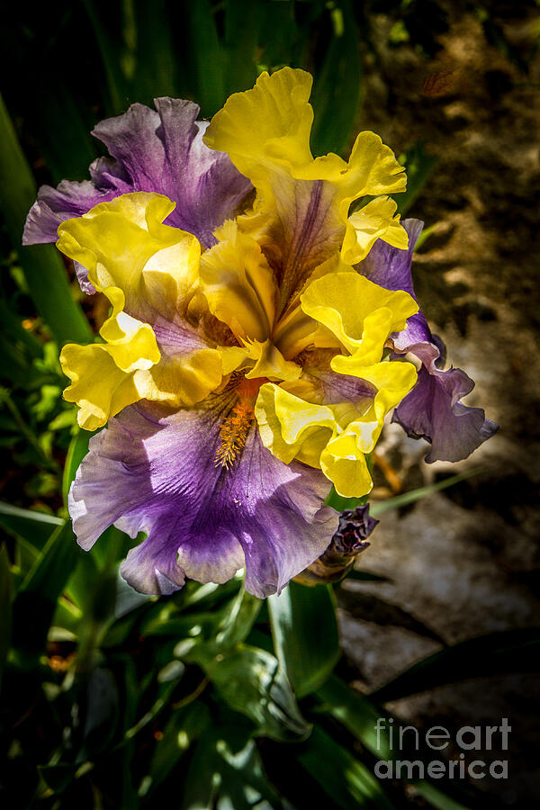 Multi Colored Iris Photograph by Robert Bales