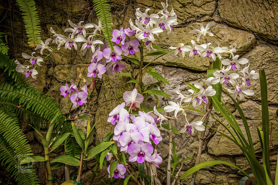 Multi Colored Orchid Bush Photograph by Daniel Hebard