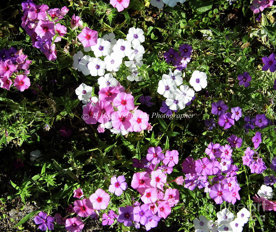 Multi Colored Phlox Photograph by D Hackett