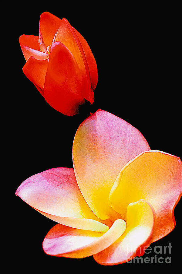 Multi colored Plumeria Photograph by Frank Wicker