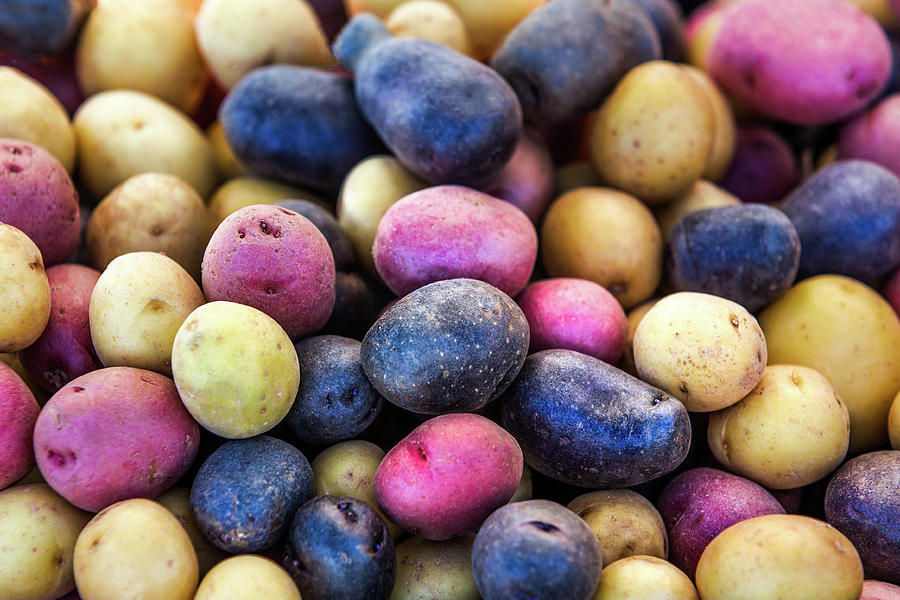 Multi-Colored Potatoes Photograph by Todd Klassy