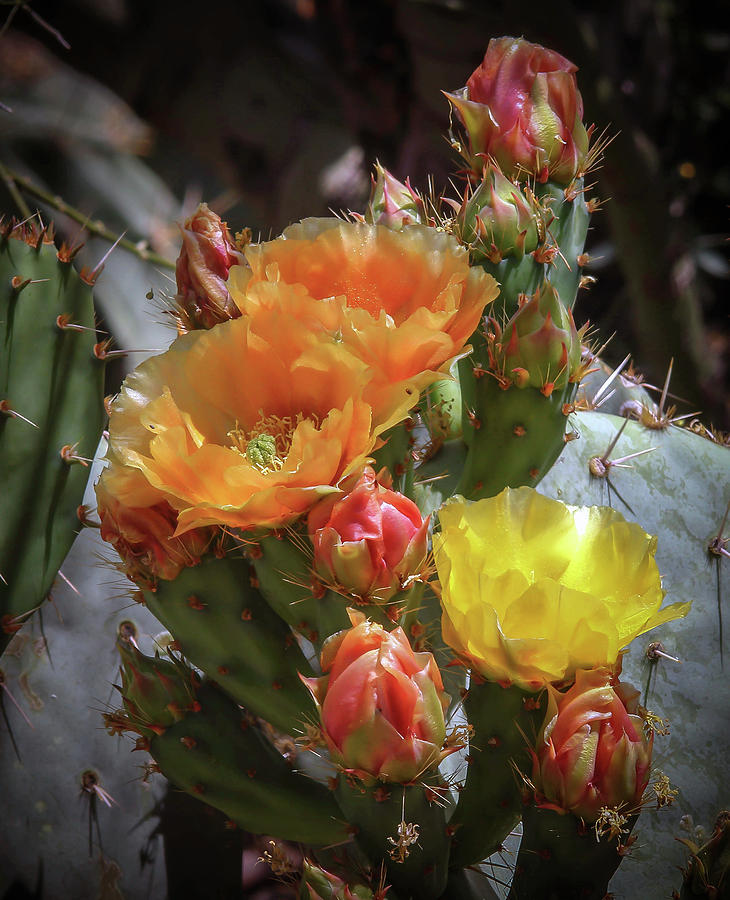 Flower Photograph - Multi Colored Prickly Pear Cactus by Elaine Malott
