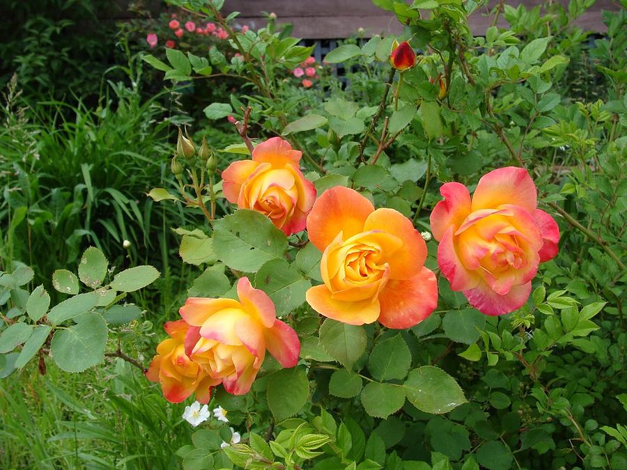 Multi Colored Roses Photograph by Anthony Seeker