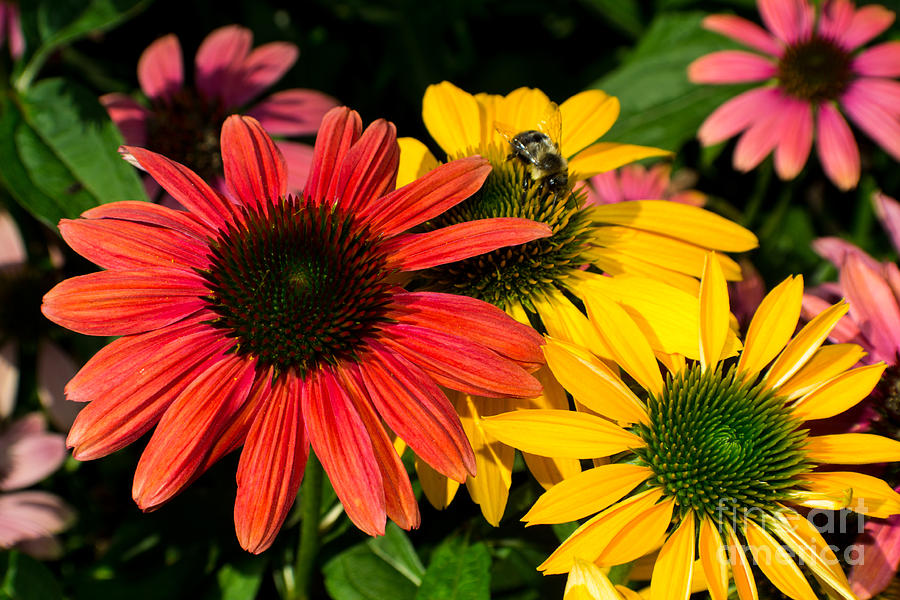 Multi Colored Susans Photograph by Kevin Fortier