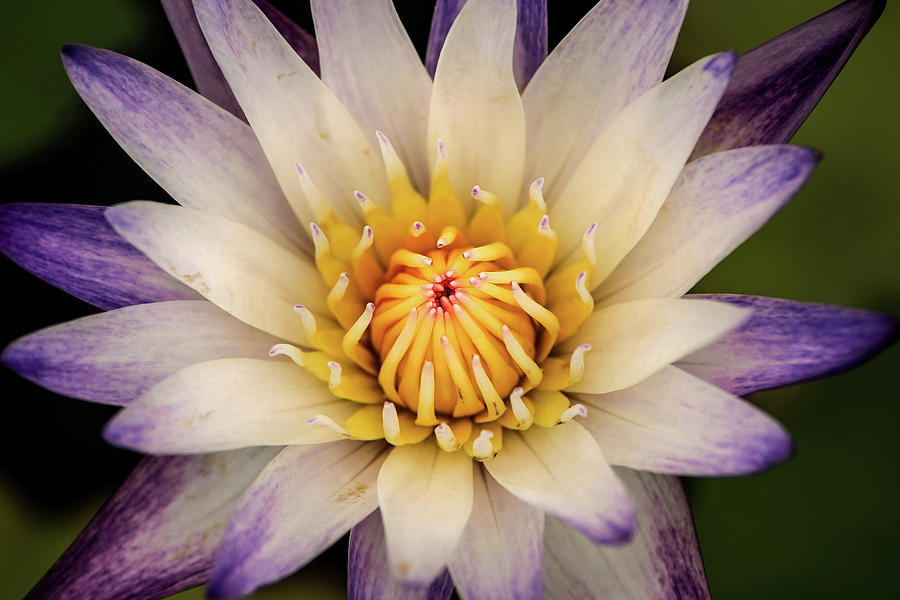Multi-Colored Water Lily Photograph by Don Johnson
