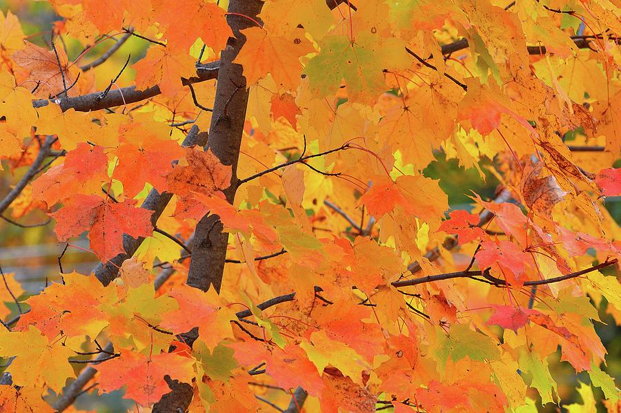 Multi Colors Of Maple Leaves  Digital Art by Lyle Crump