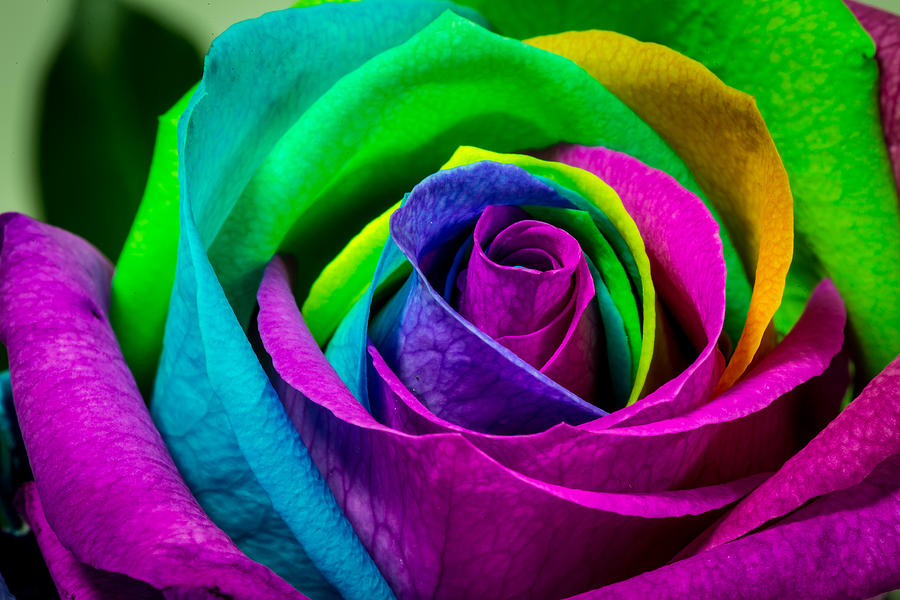 Multi Coloured Rose Photograph by Keith Hawley