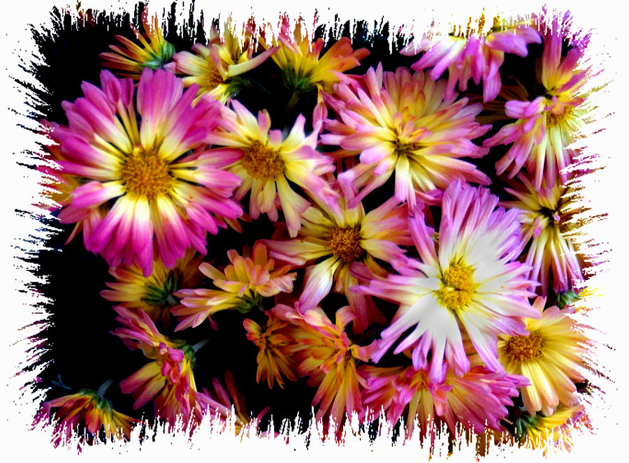 Flower Photograph - Multi Flowers by Ralph  Perdomo