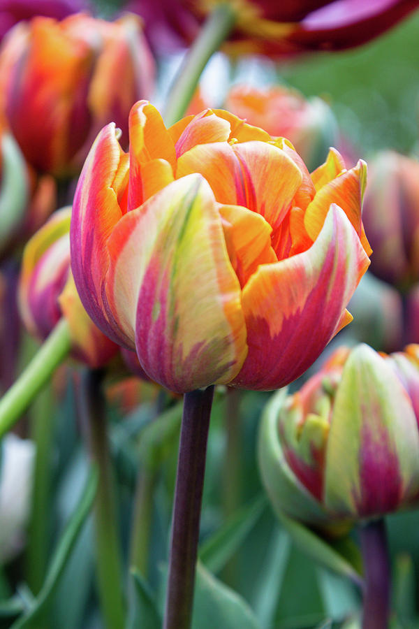 Multi-Hued Tulip Photograph by Aashish Vaidya