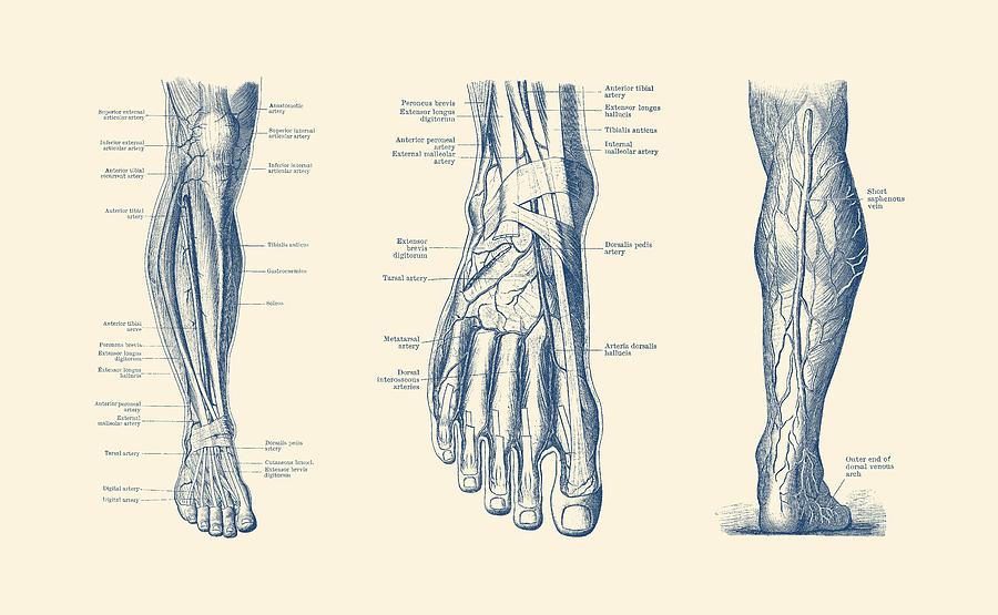 Multi-View Leg Diagram - Human Circulatory System Drawing by Vintage Anatomy Prints