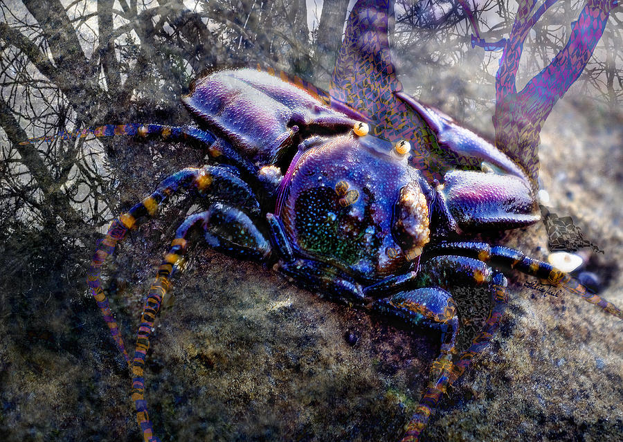 Multicolor Crab Photograph by Adria Trail
