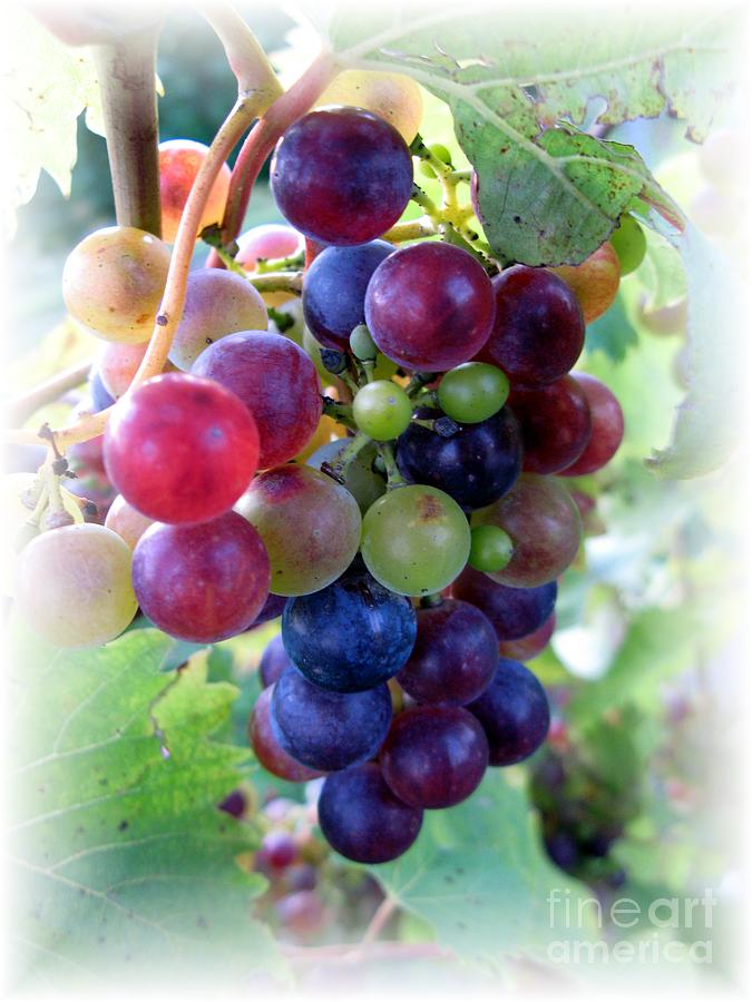 Grape Photograph - Multicolor Grapes by Carol Sweetwood
