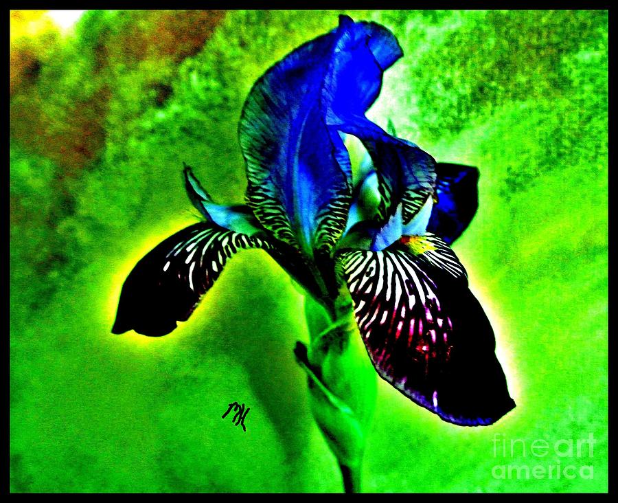 Multicolor Iris Photograph by Marsha Heiken