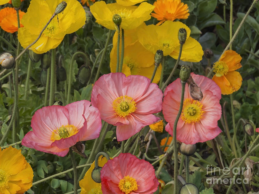 Multicolor Poppies Photograph by Lili Feinstein