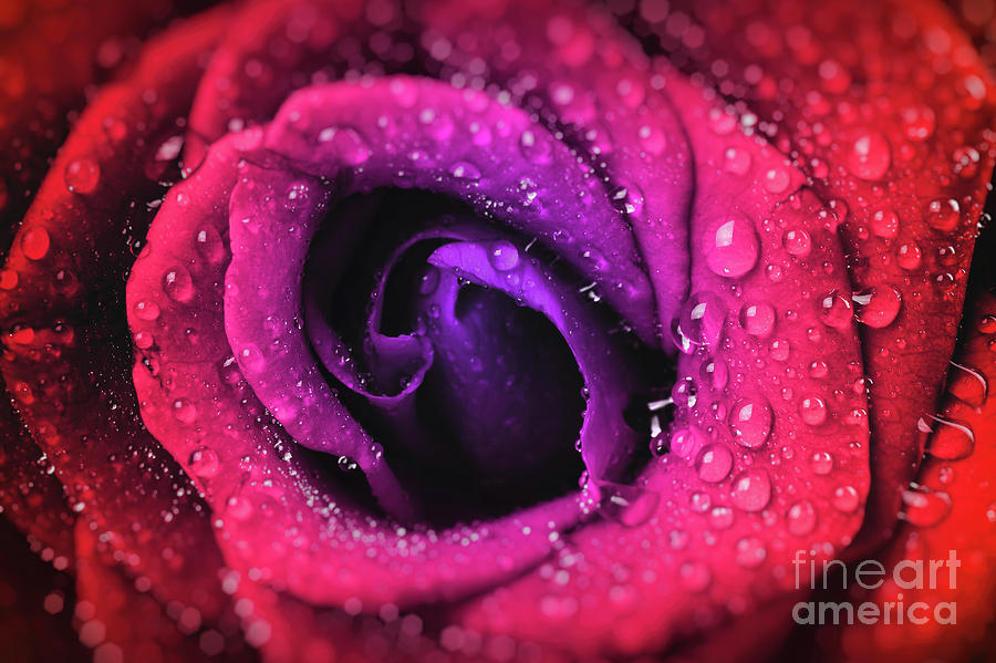 Multicolor rose background Photograph by Anna Om