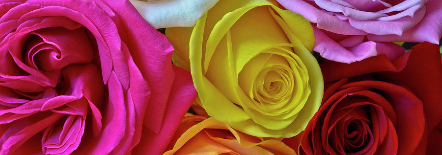 Multicolor Roses Photograph By David Berg