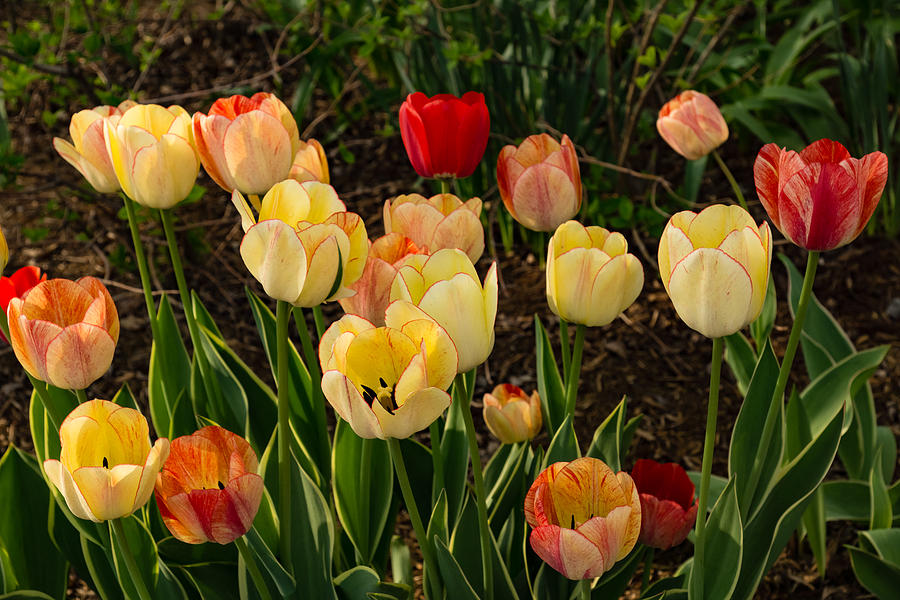 Multicolor Tulip Garden - Enjoying the Beauty of Spring Photograph by Georgia Mizuleva