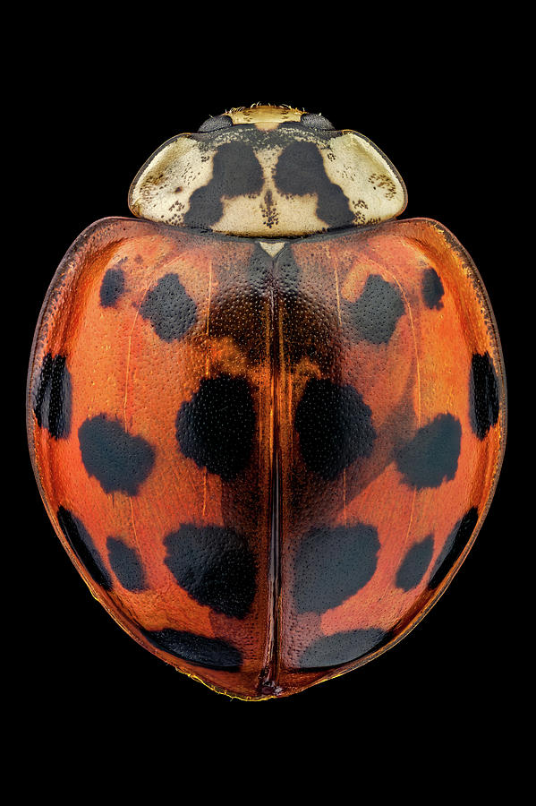 Ladybug Photograph - Multicolored Asian lady beetle by Mihai Andritoiu