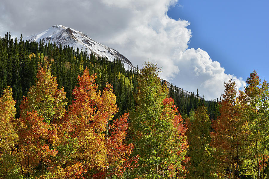 Multicolored Aspens Below Red Mountain Photograph by Ray Mathis