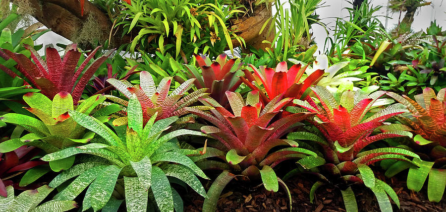 Multicolored Bromeliads in Mass Planting. Photograph by Nareeta Martin ...